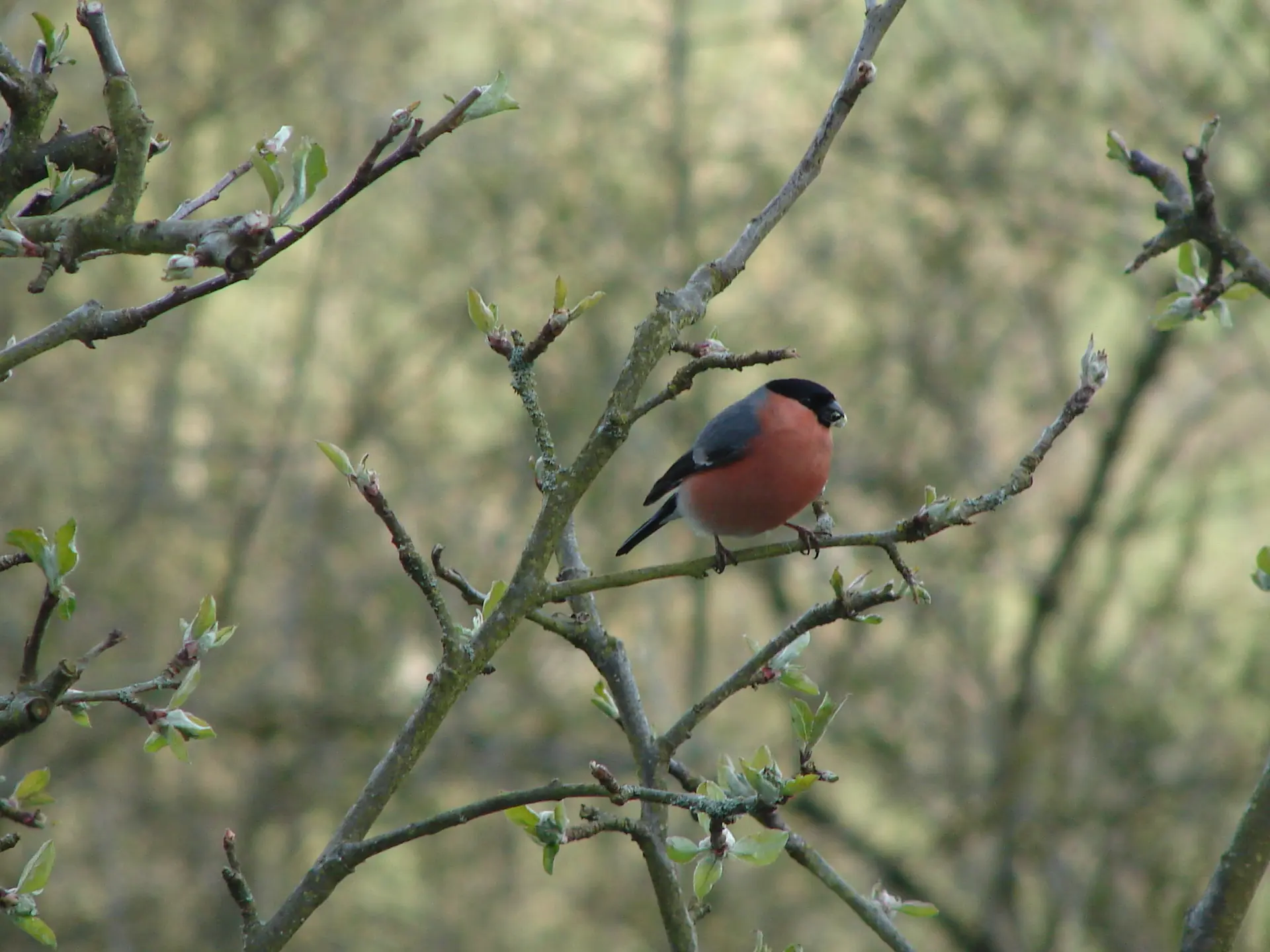 A male Bullfinch sitting in a tree